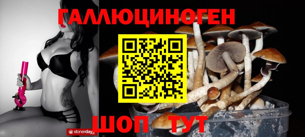 Псилоцибиновые грибы Psilocybe Кирово-Чепецк